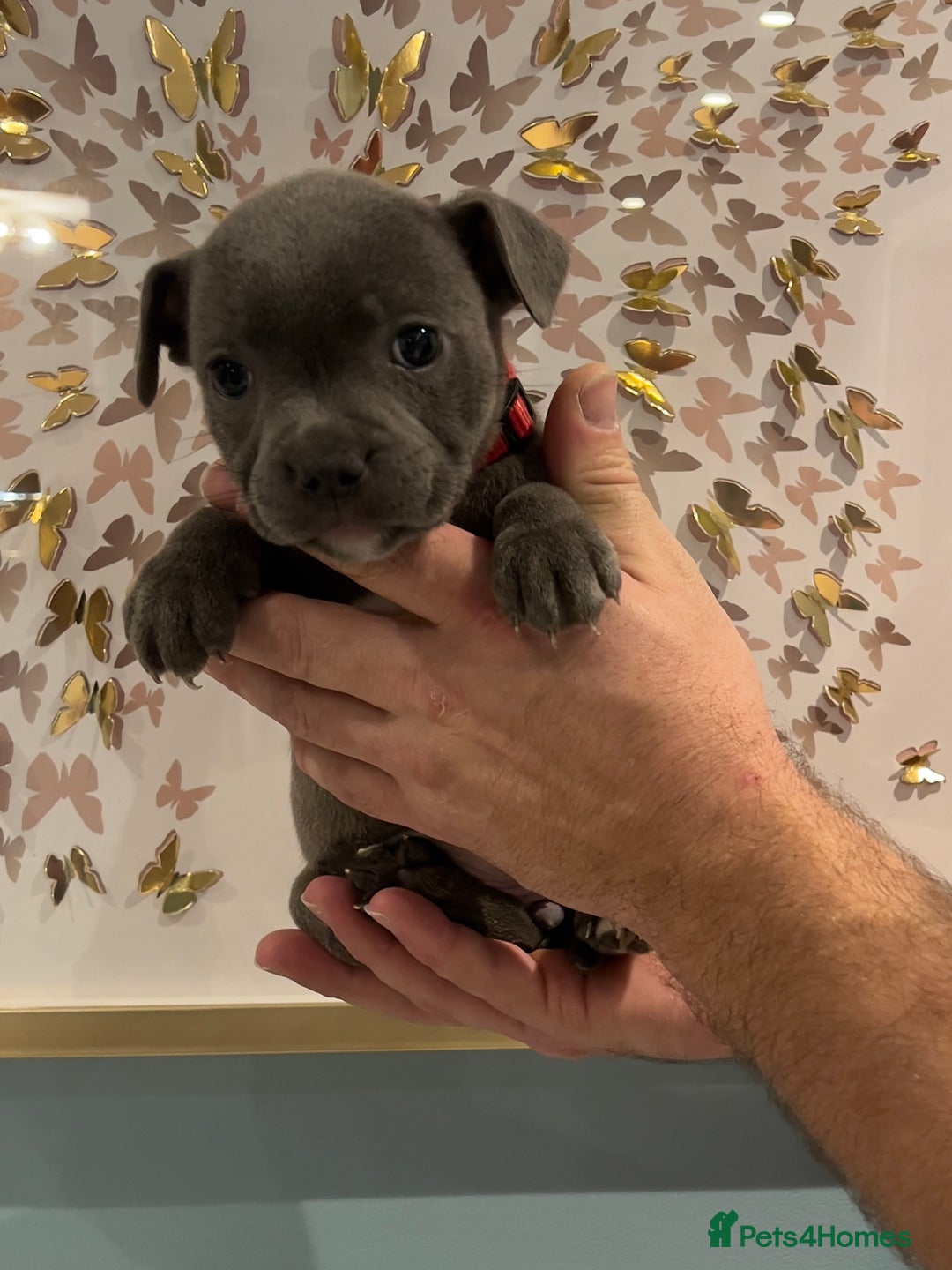 Staffordshire Bull Terrier dogs for sale: Adorable BLUE KC Pups *BULLSCAFF BLOODLINE* - Advert 17