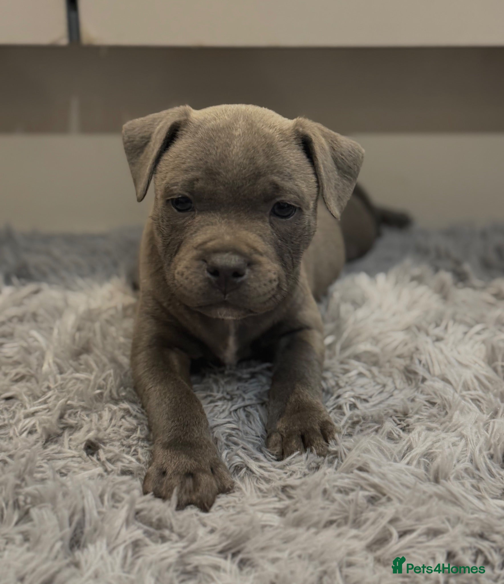 Staffordshire Bull Terrier dogs Health Tested KC Staffordshire Bull Terriers - Advert 1