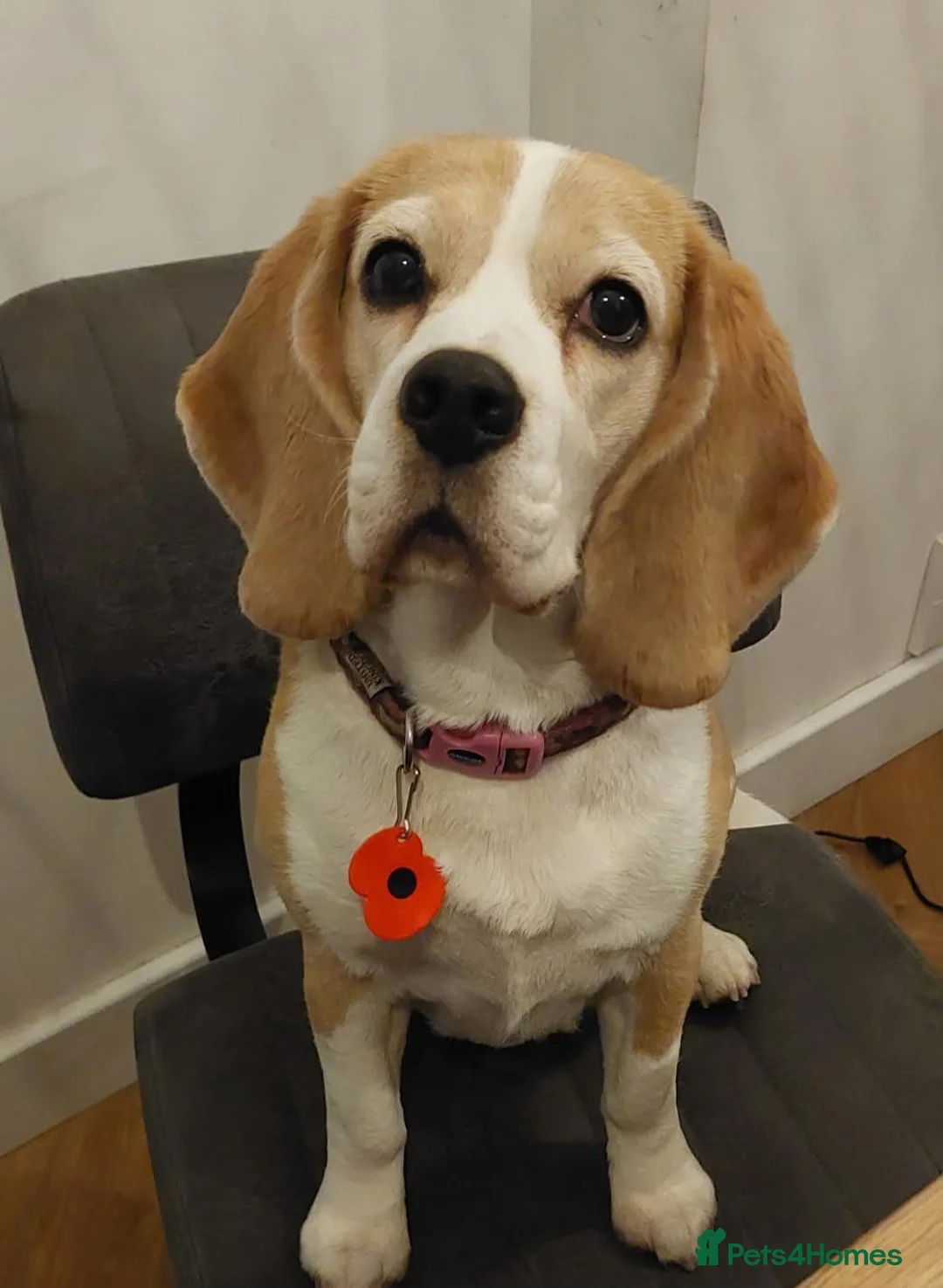 Beagle dogs for sale: RKC health tested, family reared puppies for sale in Leek - Advert 10