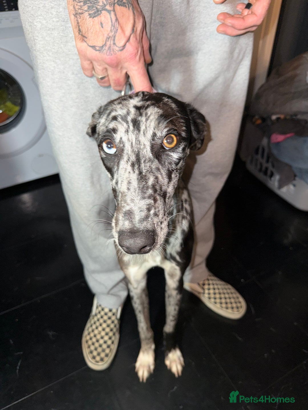 Greyhound dogs for sale: Stunning greyhound - Image 1