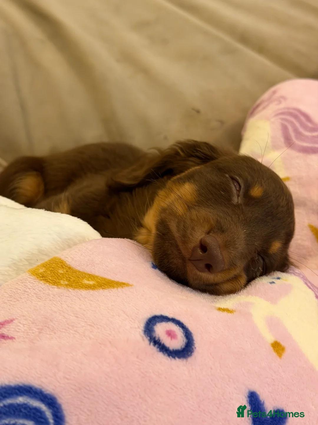 Miniature Dachshund dogs for sale: Beautiful KC Registered Miniature Dachshund Puppy in Southampton - Advert 2