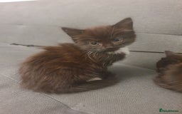British Shorthair cats for sale: 3 kittens for sale - Image 4