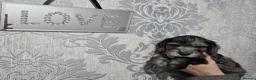 Cockapoo dogs for sale: Beautifully coloured f1 cockapoo pups - Advert 26