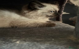 Ragdoll cats for sale: 2 stunning seal point ragdoll boys  - Image 11