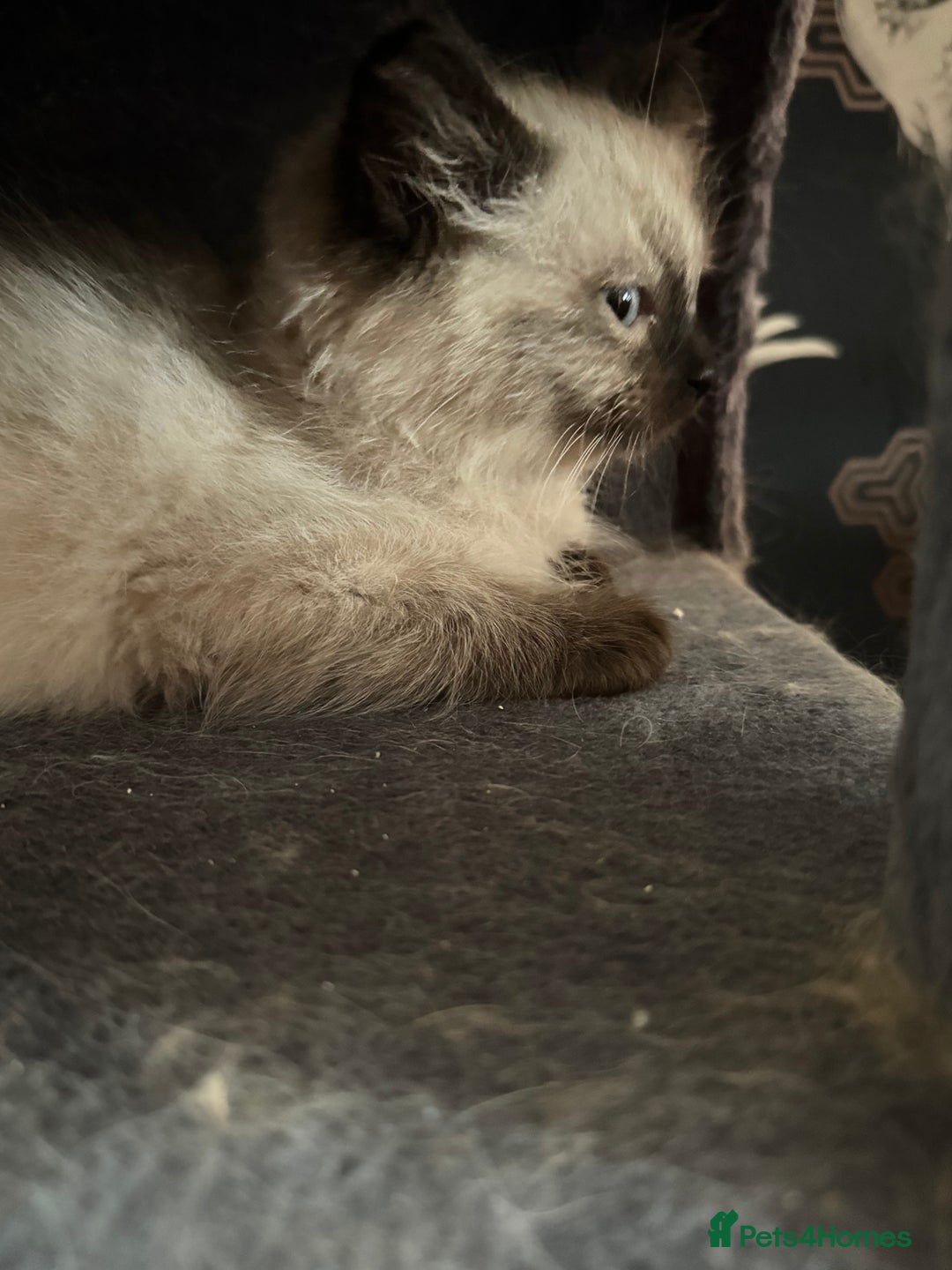 Ragdoll cats for sale: 2 stunning seal point ragdoll boys  - Image 11