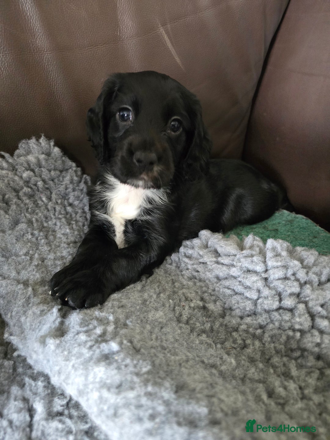 Cocker Spaniel dogs for sale: Working Cocker Spaniel puppies - Advert 7