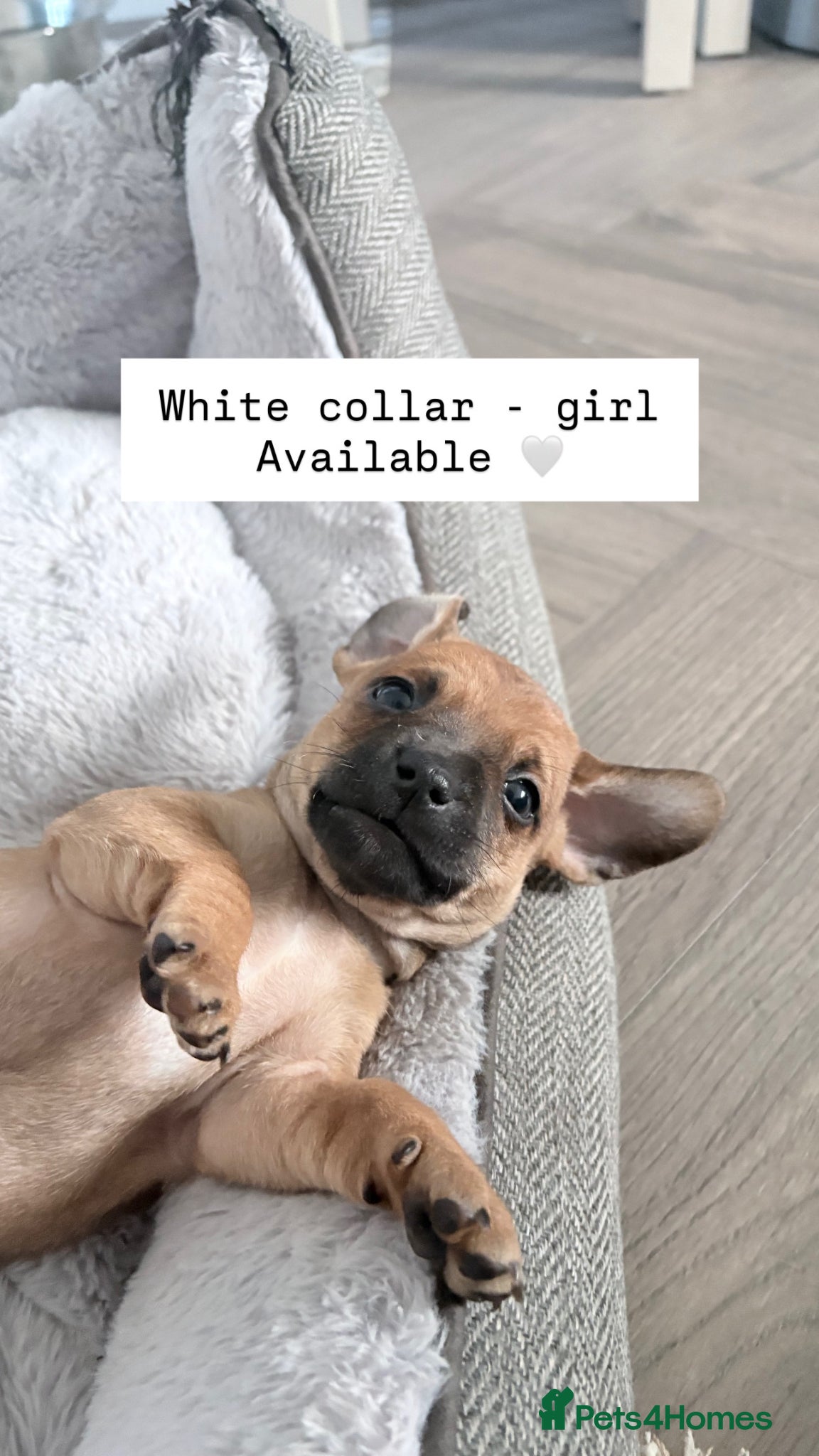 Jackshund dogs Gorgeous Jackshund (JRT x Dachshund) pups - Advert 2