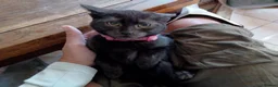Mixed Breed cats for sale: 2 Black Russian looking a good home - Advert 2