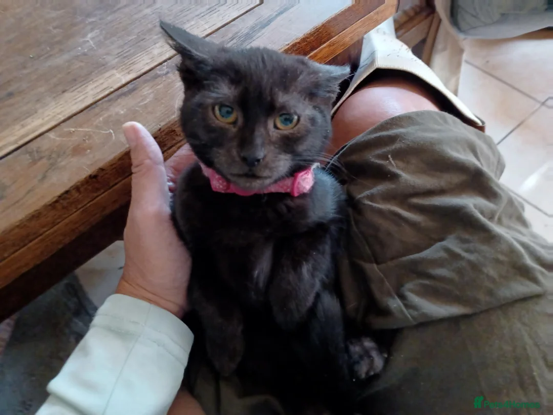 Mixed Breed cats for sale: 2 Black Russian looking a good home - Advert 2