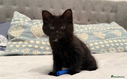 Mixed Breed cats for sale: Two gorgeous kittens looking for a loving home  - Image 3