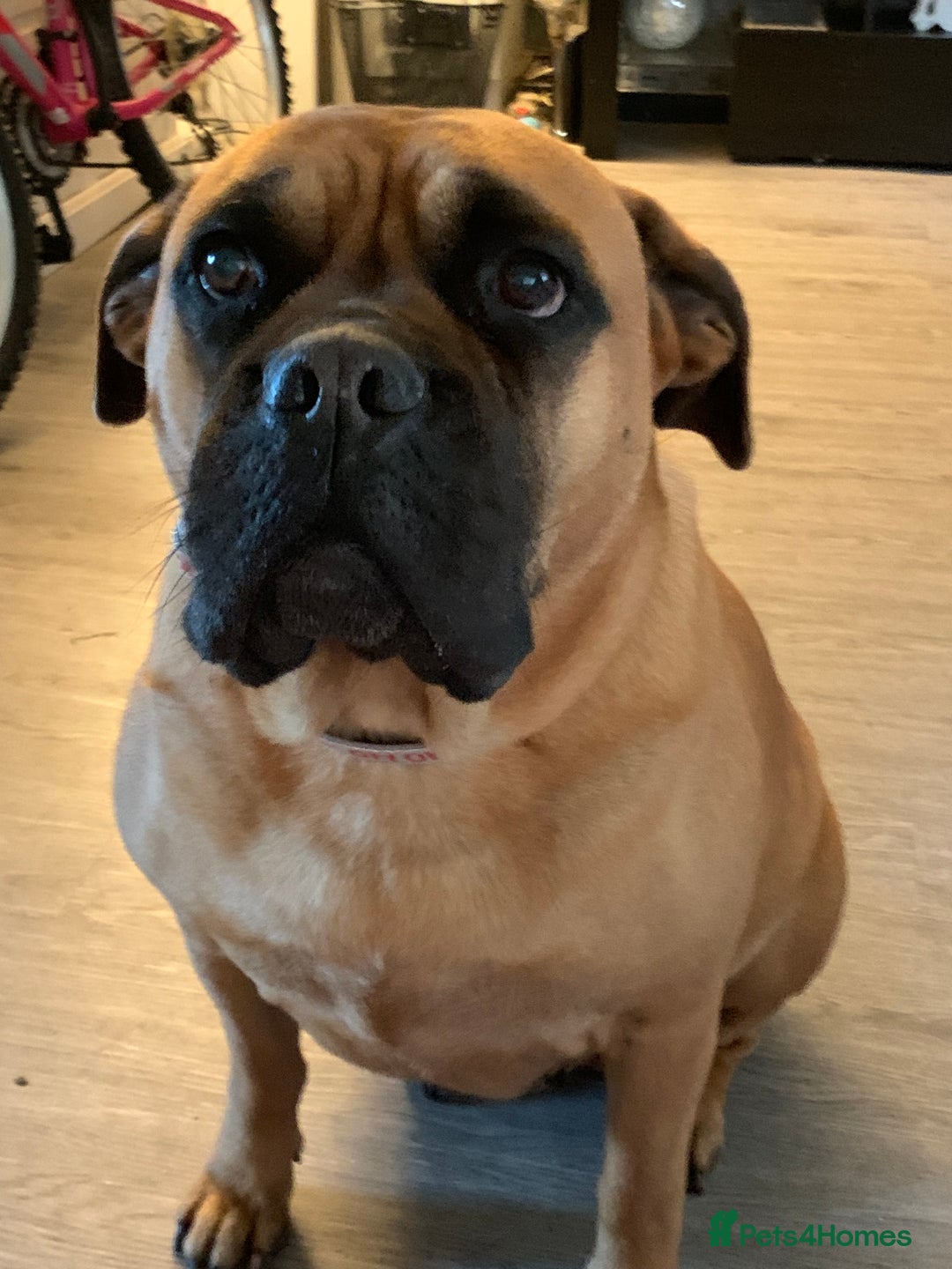 Bullmastiff dogs for sale: Beautiful female bullmastiff  - Advert 2