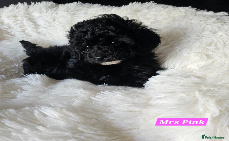Shihpoo dogs - Advert 1