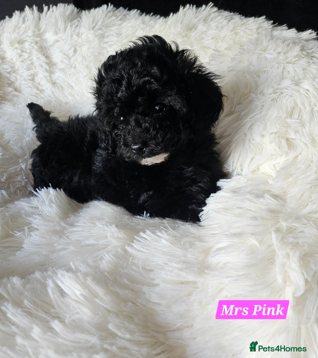Shihpoo dogs for sale: Stunning 3rd Generation Shihpoo Puppies For Sale - Image 1