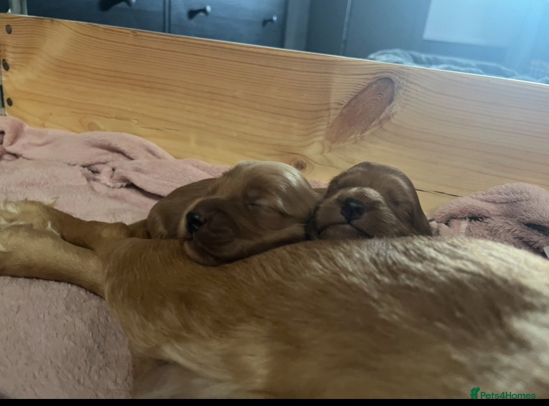 Mixed Breed dogs for sale: Beautiful Goldendoodle cross - Image 7