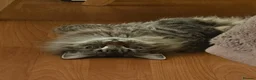 Siberian cats for sale: Stunning Siberian very reduce price  - Advert 8