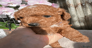 Maltipoo dogs - Advert 9