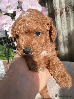 Maltipoo dogs - Advert 7