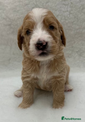 Double Doodle dogs - Advert 3