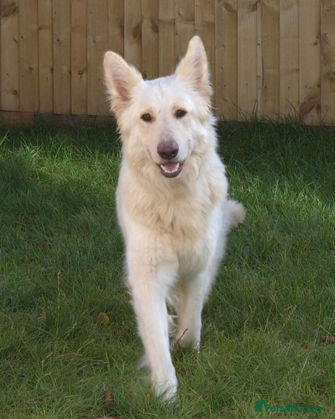 German Shepherd dogs White german shepherd  - Advert 1
