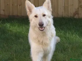 German Shepherd dogs White german shepherd - Advert 5