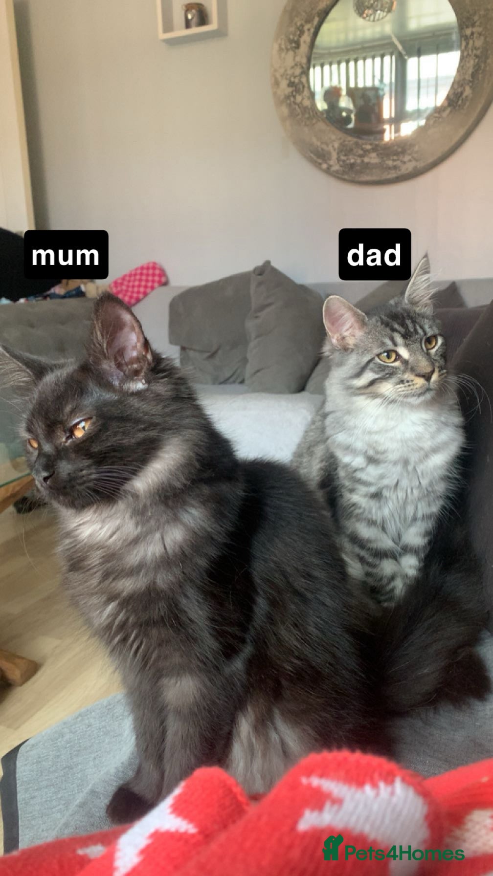 Maine Coon cats Maine coon kittens  - Advert 4