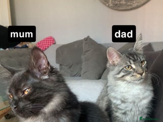 Maine Coon cats Maine coon kittens - Advert 3