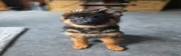 German Shepherd dogs for sale: Gorgeous KC Registered Male German Shepherd - Advert 11