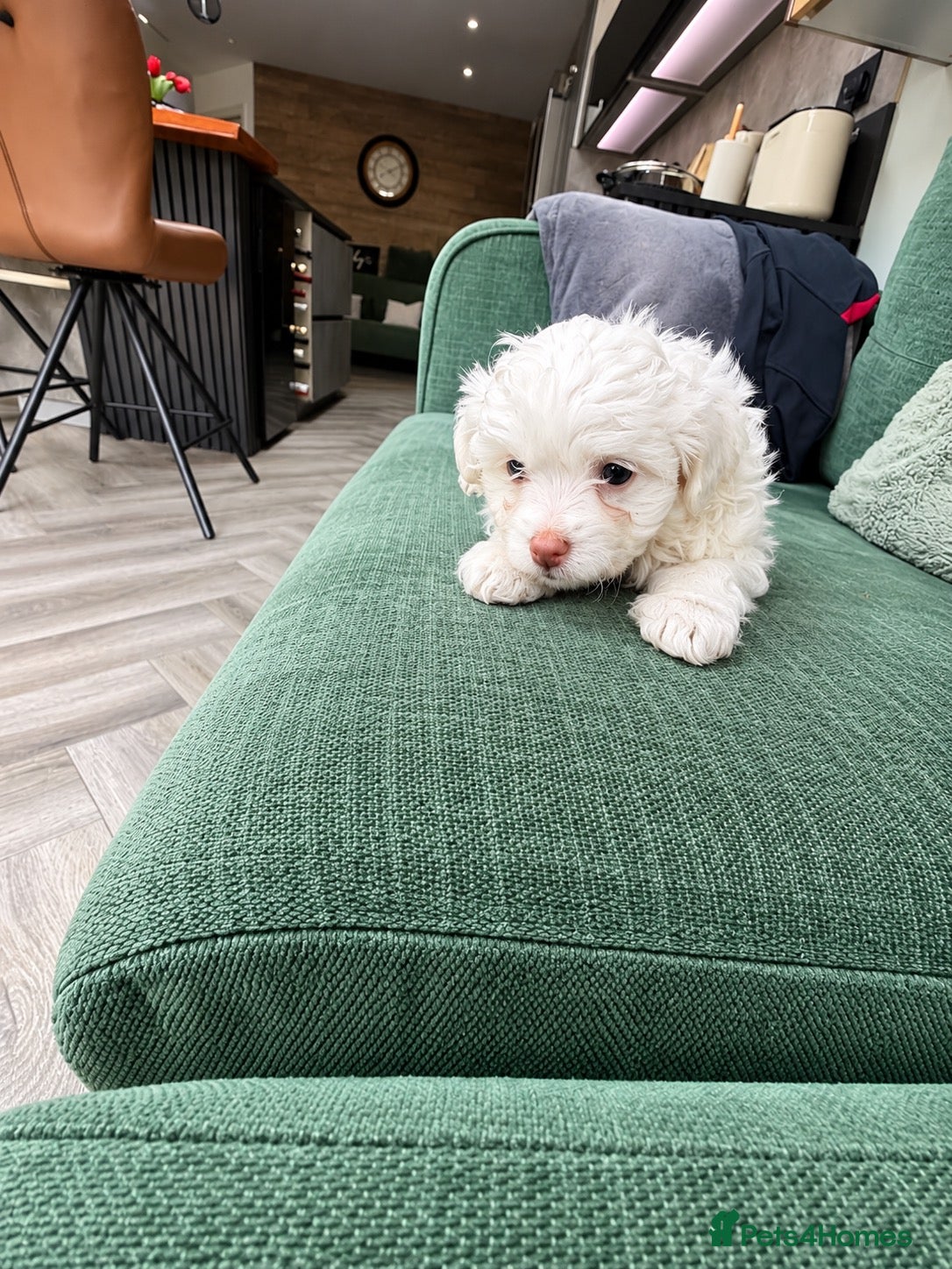 Maltipoo dogs 🐾✨ ADORABLE MALTIPOO PUPPIES 🐾✨ - Advert 2