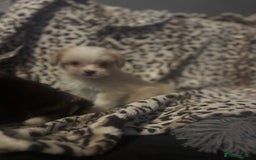 Mixed Breed dogs for sale: Chorkie-apso puppies  - Image 13