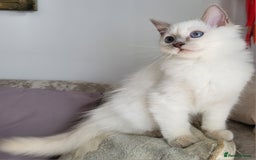 Ragdoll cats for sale: GCCF Registered Pedigree Lilac Point Ragdolls in Dundee - Image 1