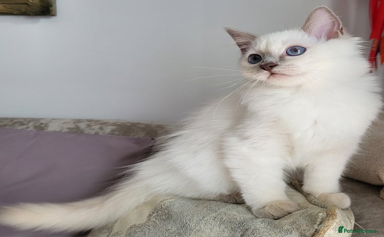 Ragdoll cats in Dundee - Advert 2
