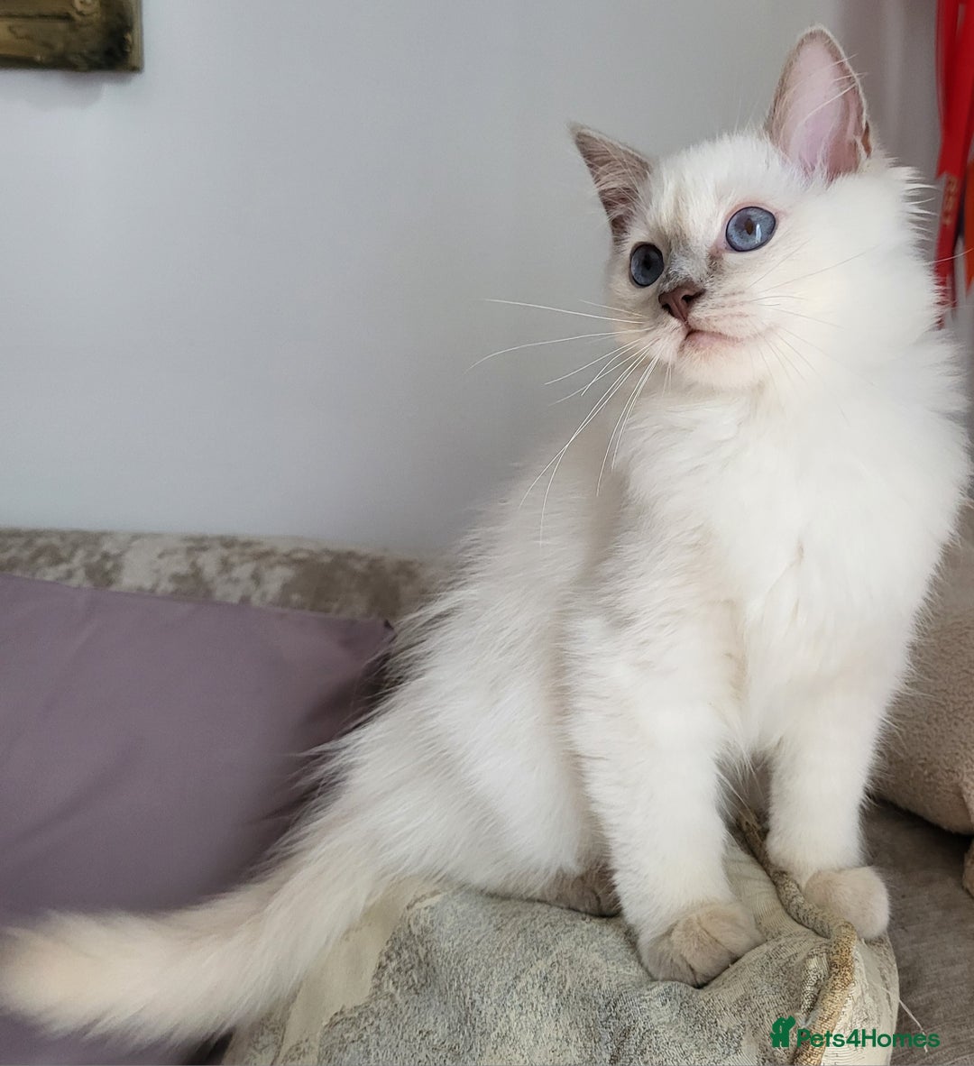 Ragdoll cats for sale: GCCF Registered Pedigree Lilac Point Ragdolls in Dundee - Image 1