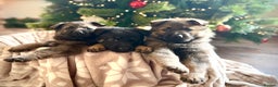 German Shepherd dogs for sale: Beautiful KC German Shepherd Puppies  - Advert 1