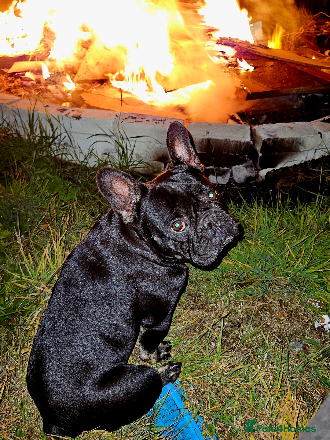 Mixed Breed dogs for sale: French bulldog x German short haired puppies - Image 8