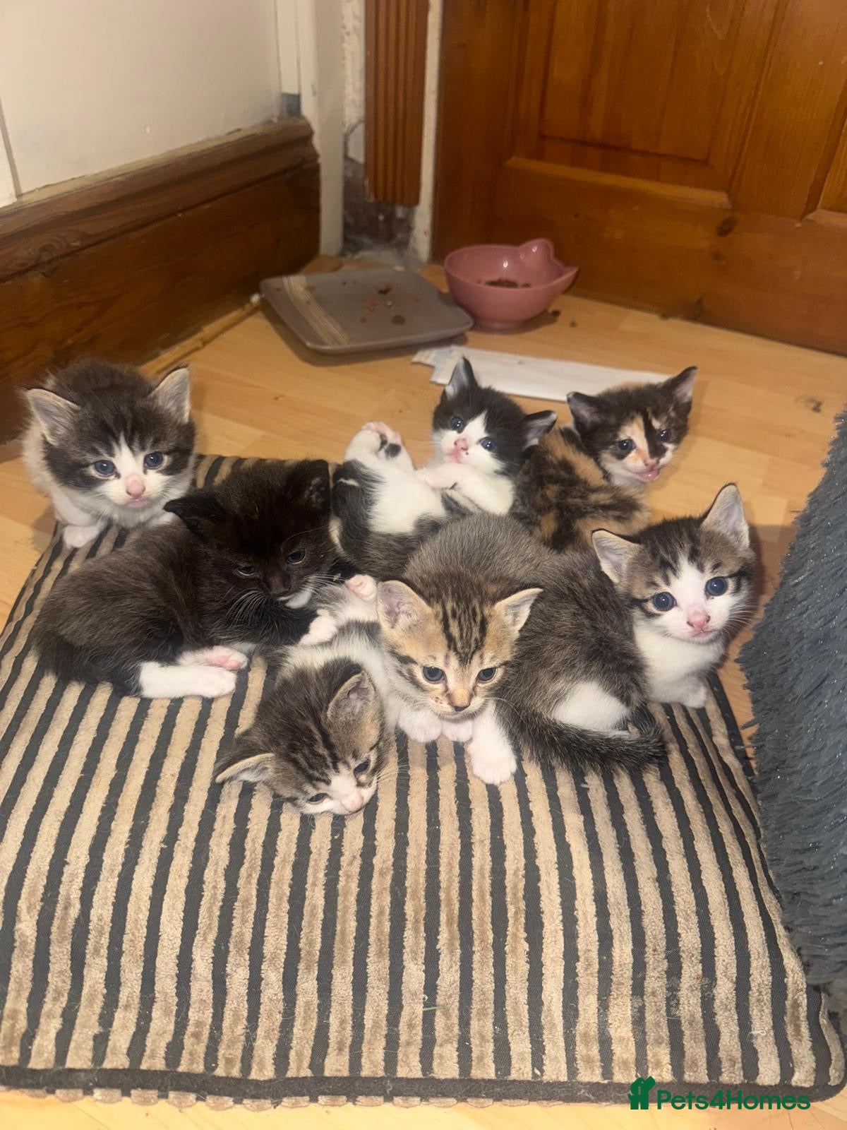 Mixed Breed cats GORGEOUS RAGDOLL CROSS💙💙open to offers - Advert 3