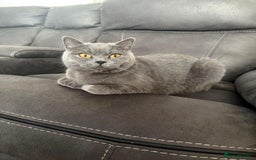 British Shorthair cats for sale: GCCF British shorthair female - Image 1
