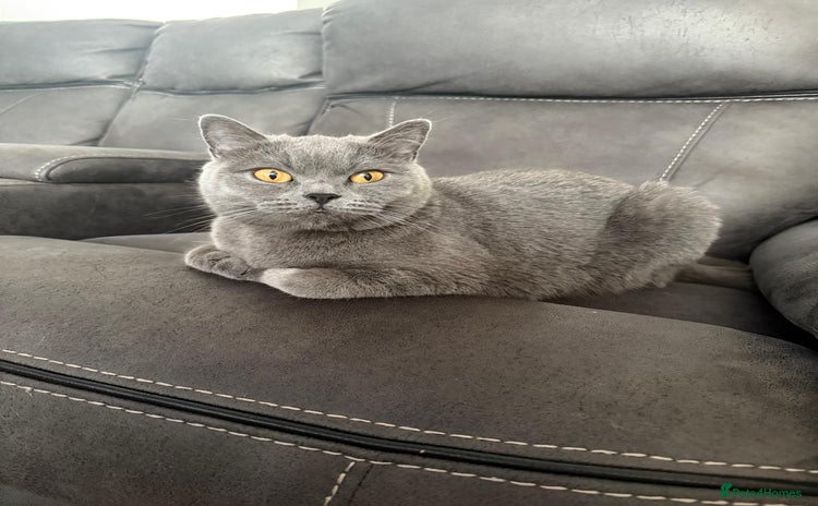 British Shorthair cats - Advert 1