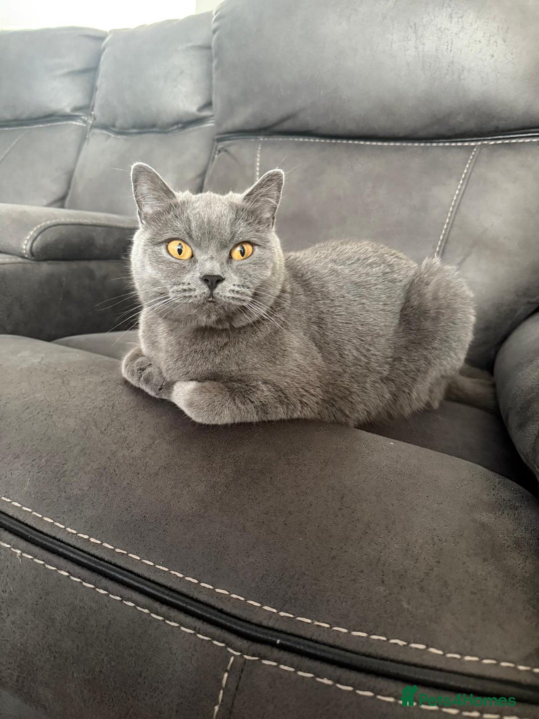 British Shorthair cats for sale: GCCF British shorthair female - Image 1