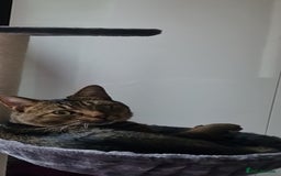 Maine Coon cats for sale: Affectionate Young Male Cat for Rehoming - Image 2