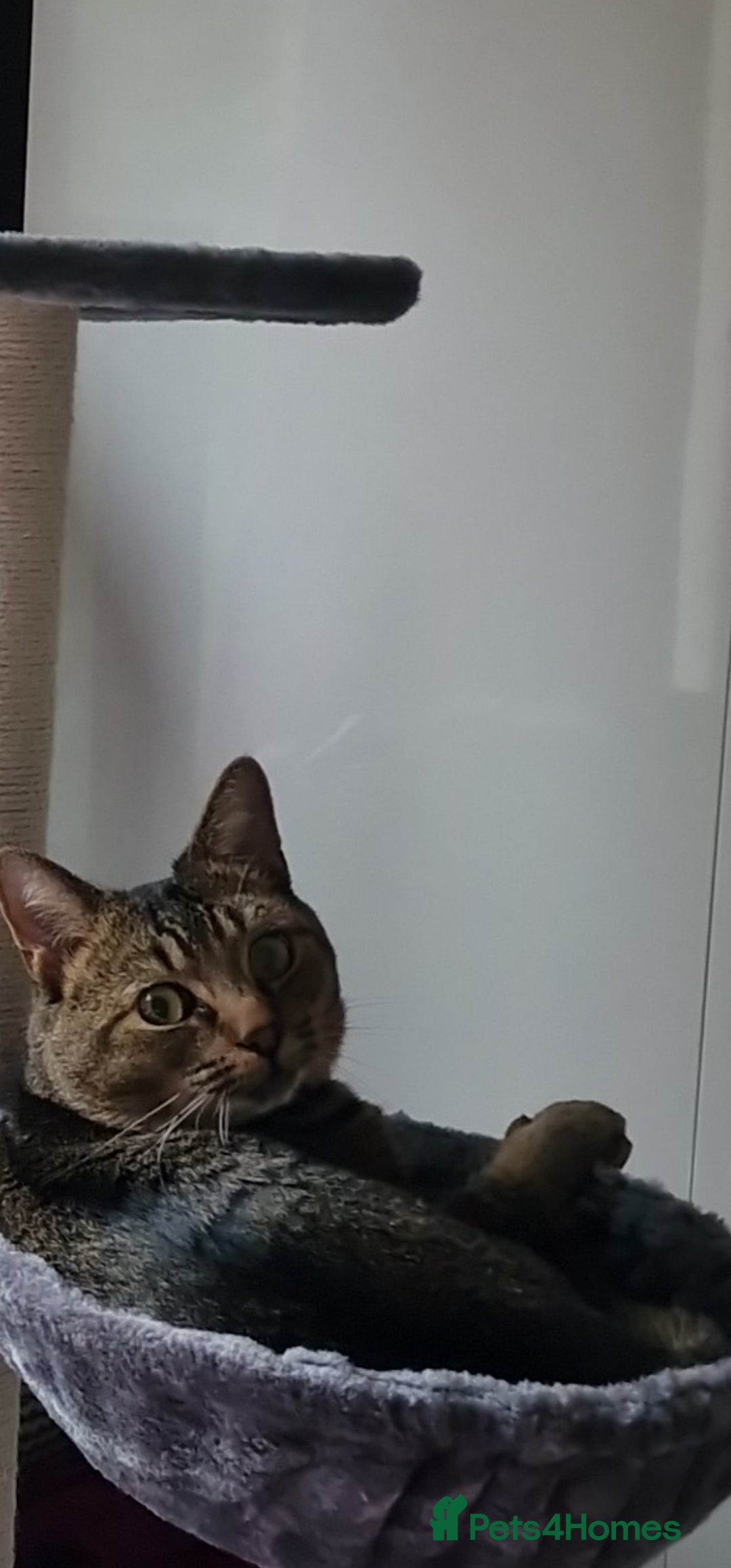 Maine Coon cats for sale: Affectionate Young Male Cat for Rehoming - Image 2