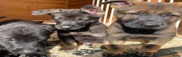 German Shepherd dogs for sale: Working Line German Shepherd Puppies - Cornwall in Hayle - Advert 27