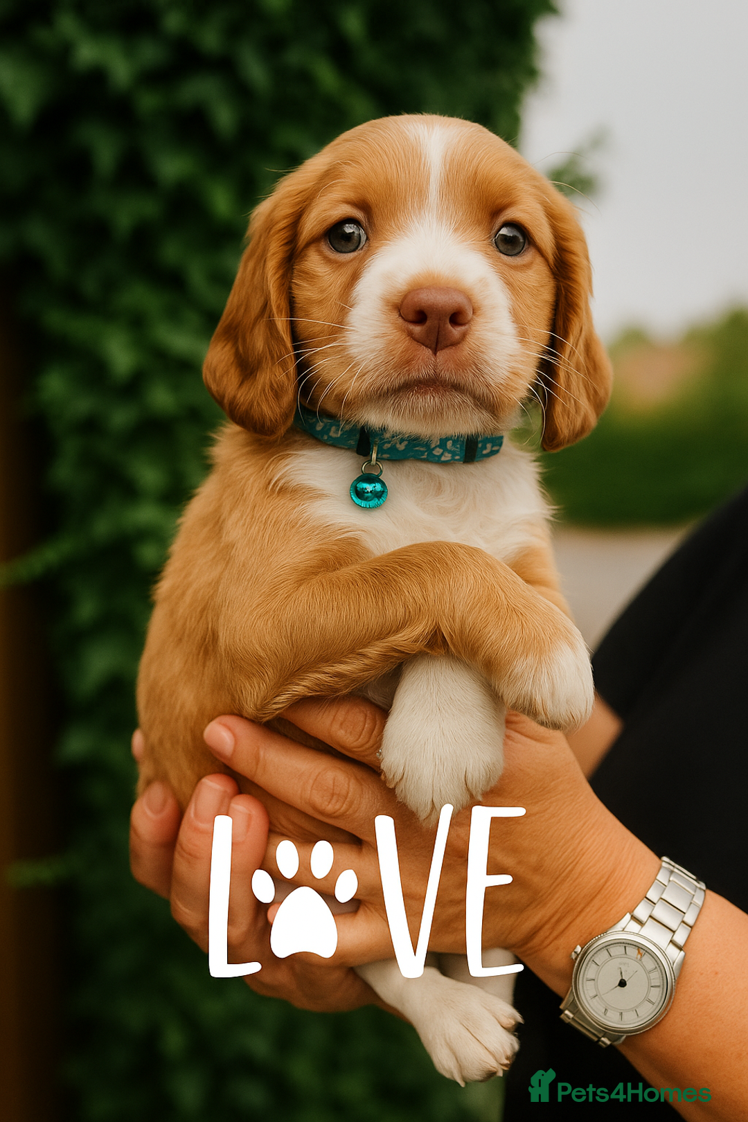 Cockapoo dogs for sale: ✨🐶 Gorgeous Cockapoo Puppies Ready Now! 🐶✨ - Image 4