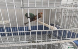 Canaries birds for sale: Canary bird  - Image 1