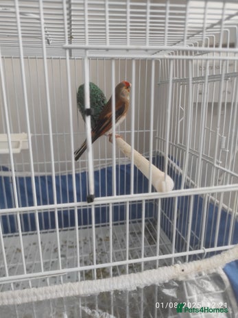 Canaries birds - Advert 5