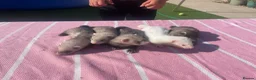 Ferret rodents for sale: Micro ferret kits - Advert 1
