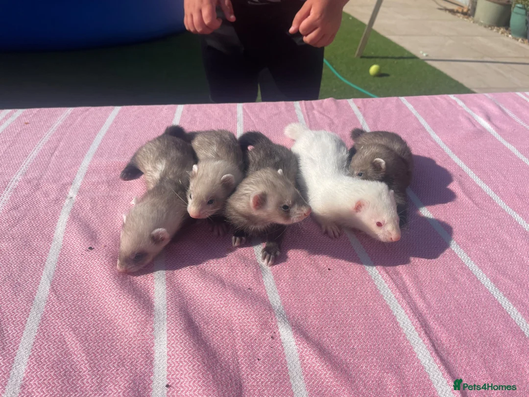 Ferret rodents for sale: Micro ferret kits - Advert 1