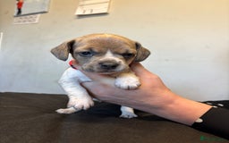 Mixed Breed dogs for sale: Dachshund cross Frenchbull dog (frenchbullwiner)p - Image 7