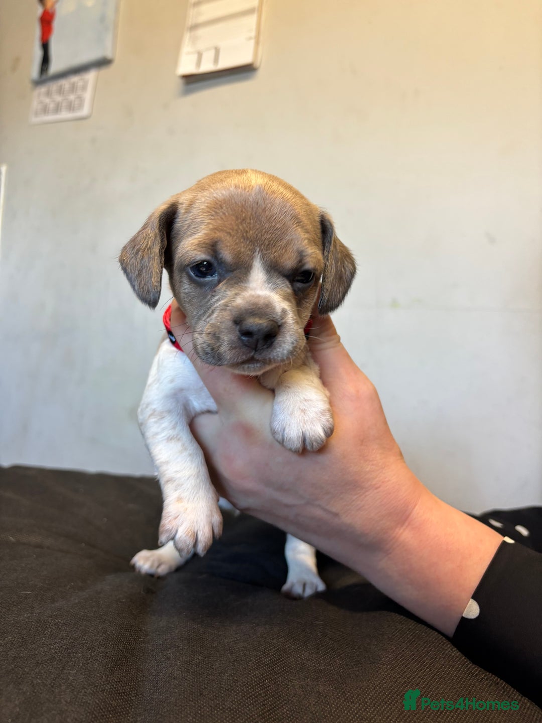 Mixed Breed dogs for sale: Dachshund cross Frenchbull dog (frenchbullwiner)p - Image 7
