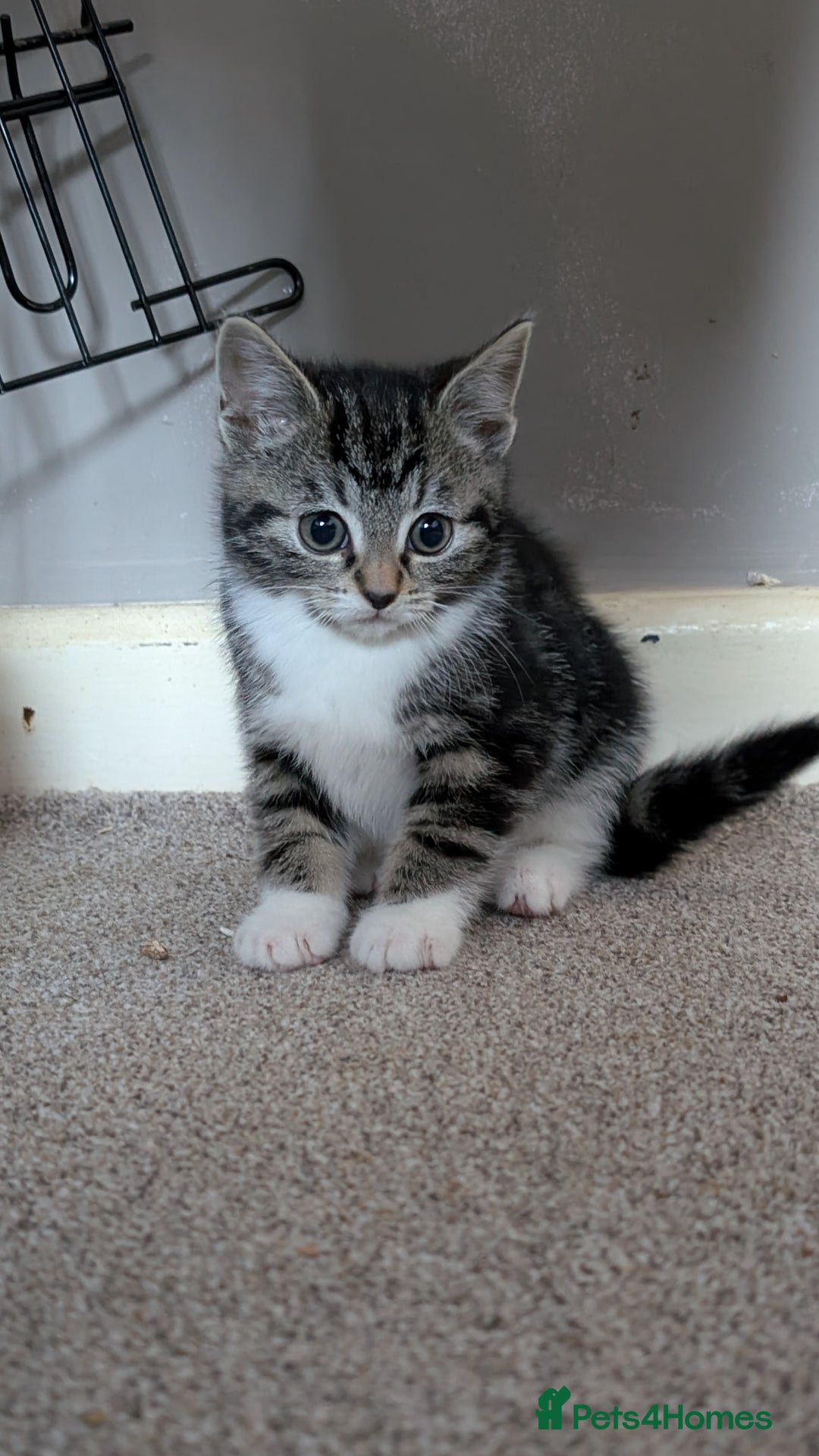 Mixed Breed cats for sale: Kittens for sale x3 - Advert 1