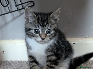 Mixed Breed cats Kittens for sale x3 - Advert 1